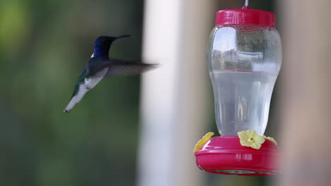 Humming-bird-flying-and-feeding-from-the-hanging-feeder-on-the-balcony-in-Minca,-Colombia