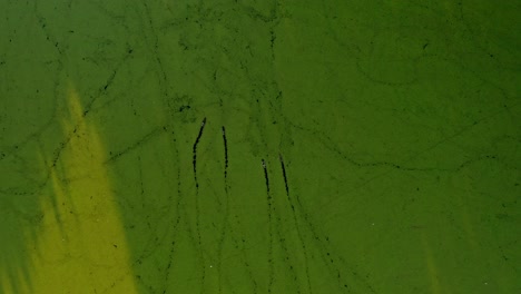 ducks swimming through green marsh land leaving trails - drone aerial top down beautiful shot