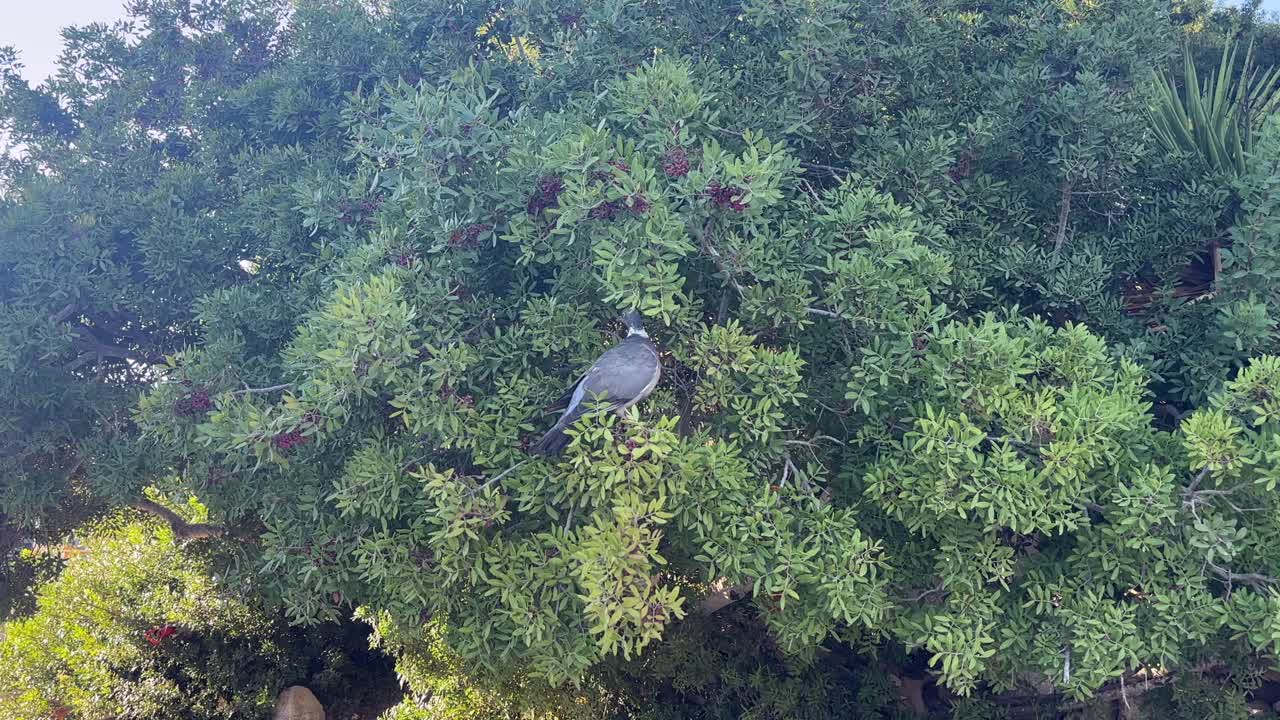 스페인 마요르카 해변 근처 잎이 무성한 나무 위에서 햇빛을 받으며 쉬고 있는 마요르카 비둘기의 클로즈업 사진