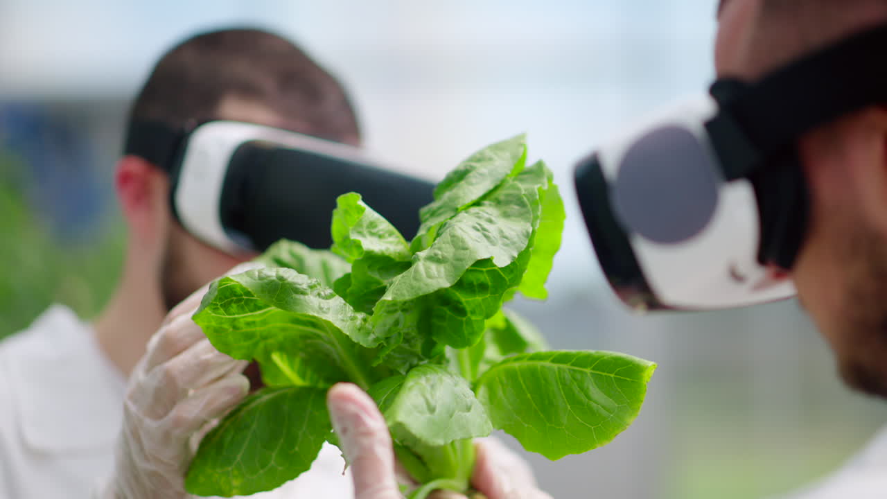 Two laboratory technicians in white coats wearing Virtual Reality headsets, analysing lettuce grown with the Hydroponic method in a greenhouse