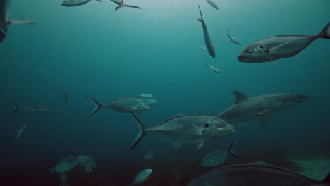 Great-White-Shark-Carcharodon-carcharias-Neptune-Islands-South-Australia-4k-slow-motion-50fps