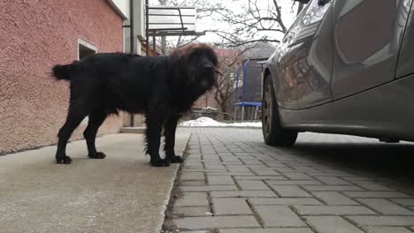 Old-black-dog-barking-next-to-a-gray-car