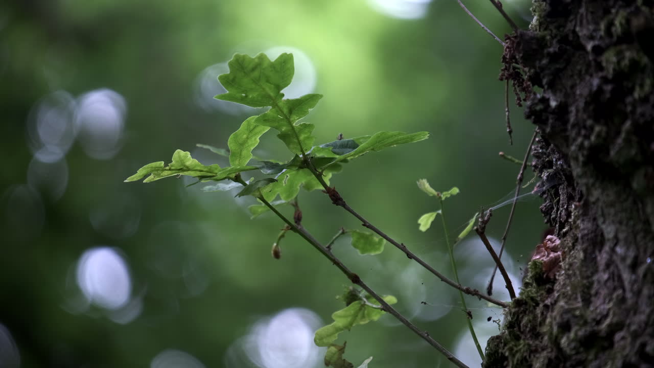 New shoots of an Oak Tree growing from the trunk in woodland, England