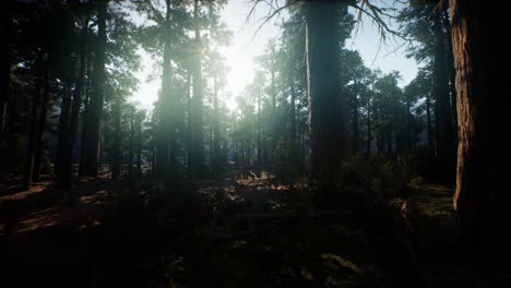 Sequoia-National-Park-under-the-fog-mist-clouds