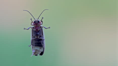 the underside of a firefly on a window frame left, copy space on right