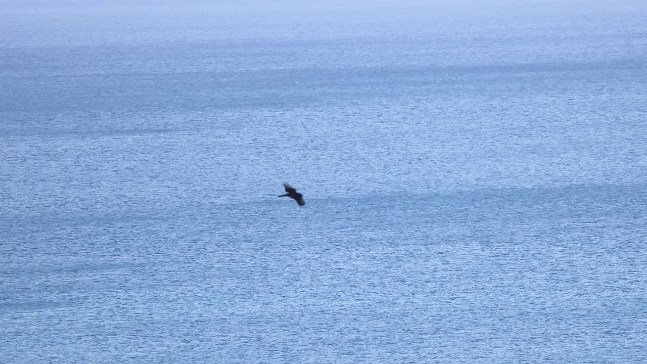 바다 물 위에서 우아하게 날아다니는 독수리