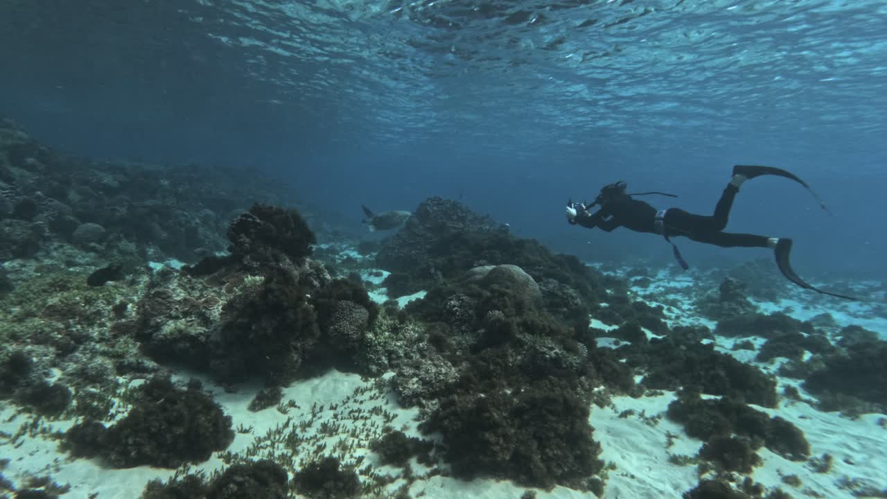 buceo aventurero con vista de un buzo con equipo de buceo y una tortuga nadando sobre los impresionantes arrecifes de coral durante un viaje aventurero a través de la isla de norfolk, nueva zelanda