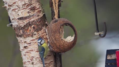 Pájaro-Carbonero-Picoteando-En-Una-Cáscara-De-Coco