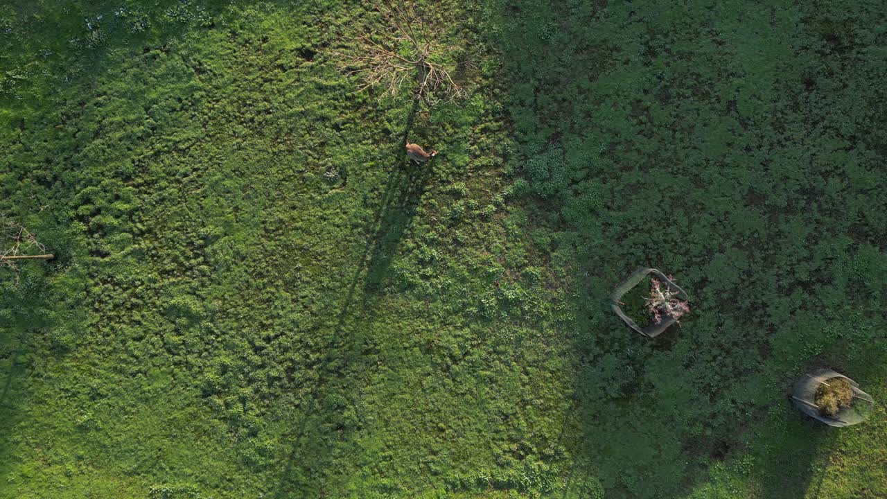 volando hacia abajo hacia el canguro pastando pacíficamente en la tierra verde al atardecer, australia