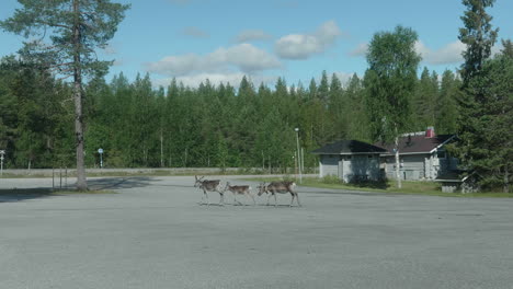 Tres-Renos-Caminando-En-Un-Estacionamiento-En-Finlandia-En-Un-Hermoso-Día-Soleado-De-Verano,-Kuusamon-Portti