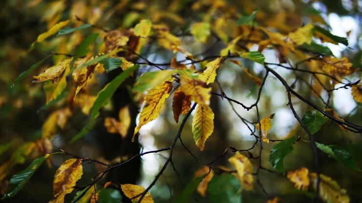 Splendida immagine di alcune foglie in un suggestivo bosco in autunno
