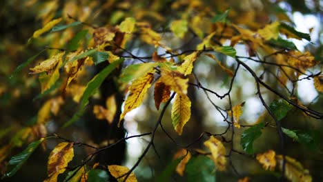 hermosa toma de algunas hojas en un paisaje forestal en otoño o otoño
