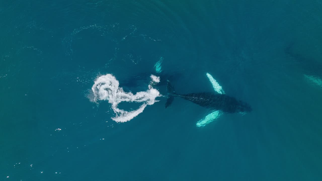 Humpback whale calves swimming fast and interacting underwater, aerial top-down