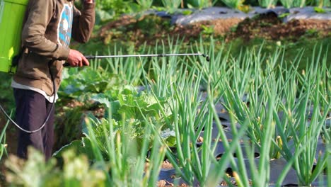 el agricultor utiliza el pulverizador para alimentar las plantas, ayudándolas a prosperar