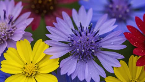 a vibrant display of colorful flowers: an eye-catching arrangement of purple, yellow, and red blooms showcasing nature's beauty in close-up detail