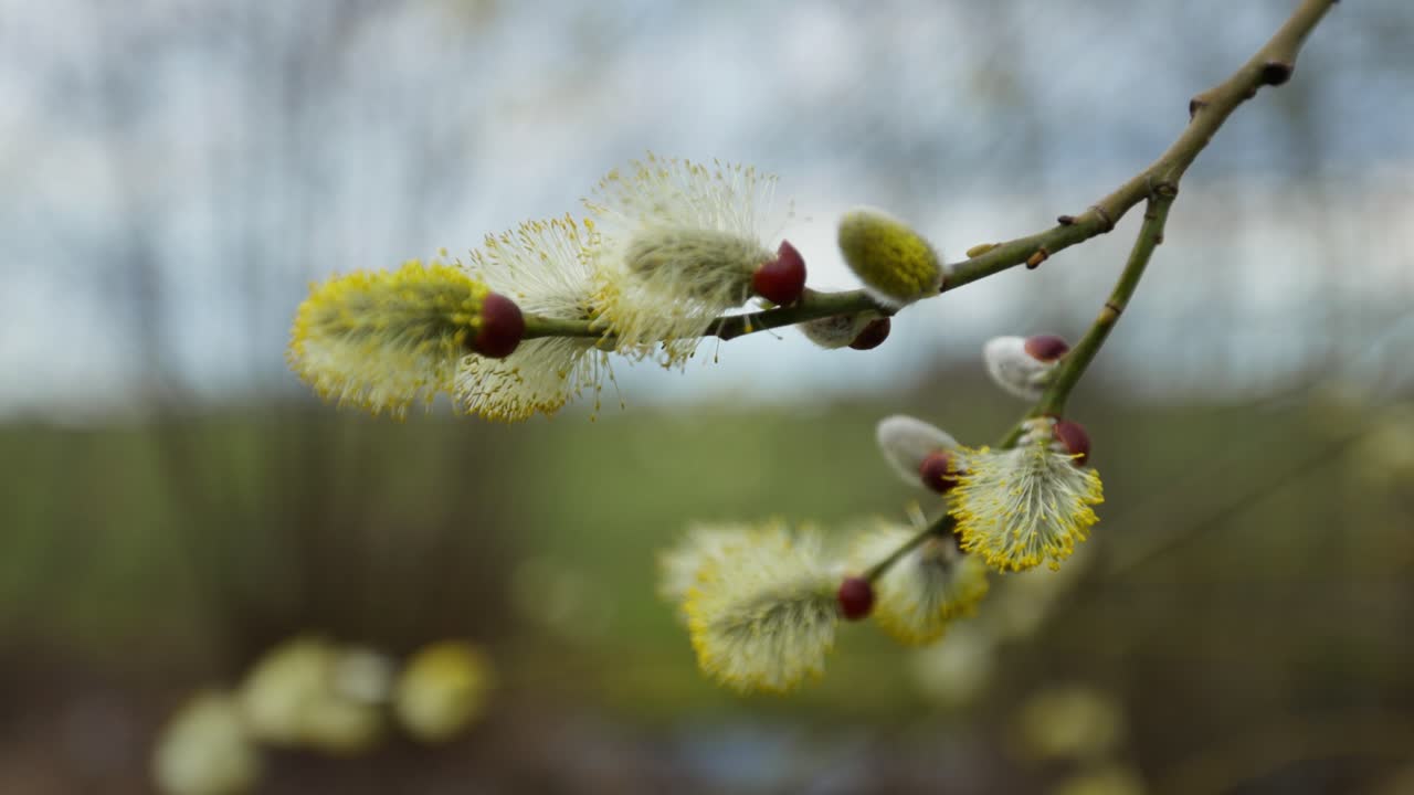 Springtime Willow Catkins