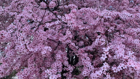 cherry blossoms japan. pink spring blossom background