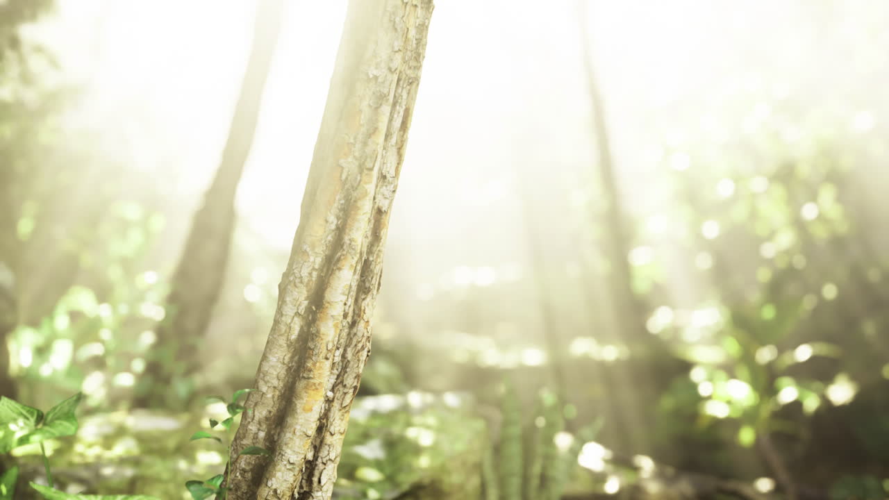 Morning sunlight filters through trees in a serene forest