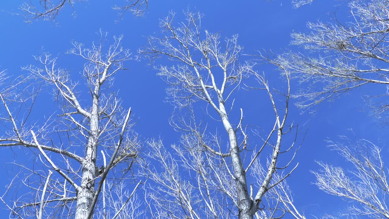 Silver birch trees in winter against blue sky, low angle