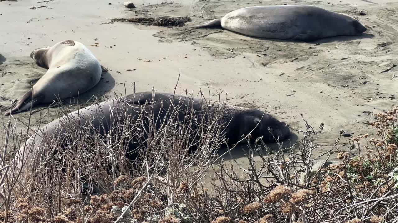 Handheld wide panning shot of sleeping elephant seals with a resting newborn on the beach in Piedras Blancas, California. 4K