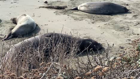 handheld wide panning shot of sleeping elephant seals with a resting newborn on the beach in piedras blancas, california. 4k