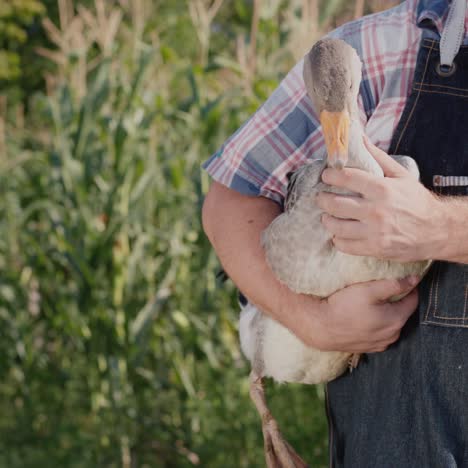 man holds a large goose