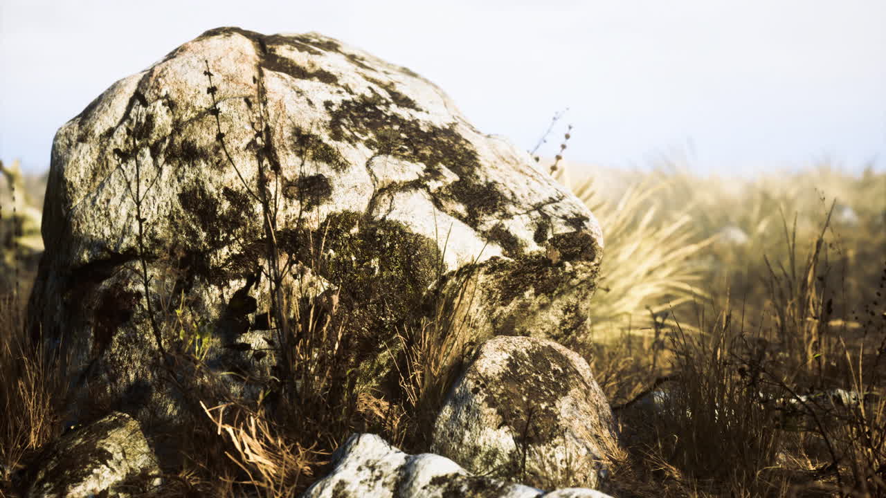 Large rock covered in moss surrounded by dry grass in natural setting