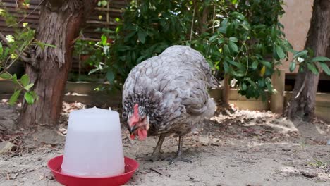 Freilaufendes-Haustierhuhn-Trinkt-An-Einem-Heißen-Tag-Unter-Einigen-Bäumen-Wasser