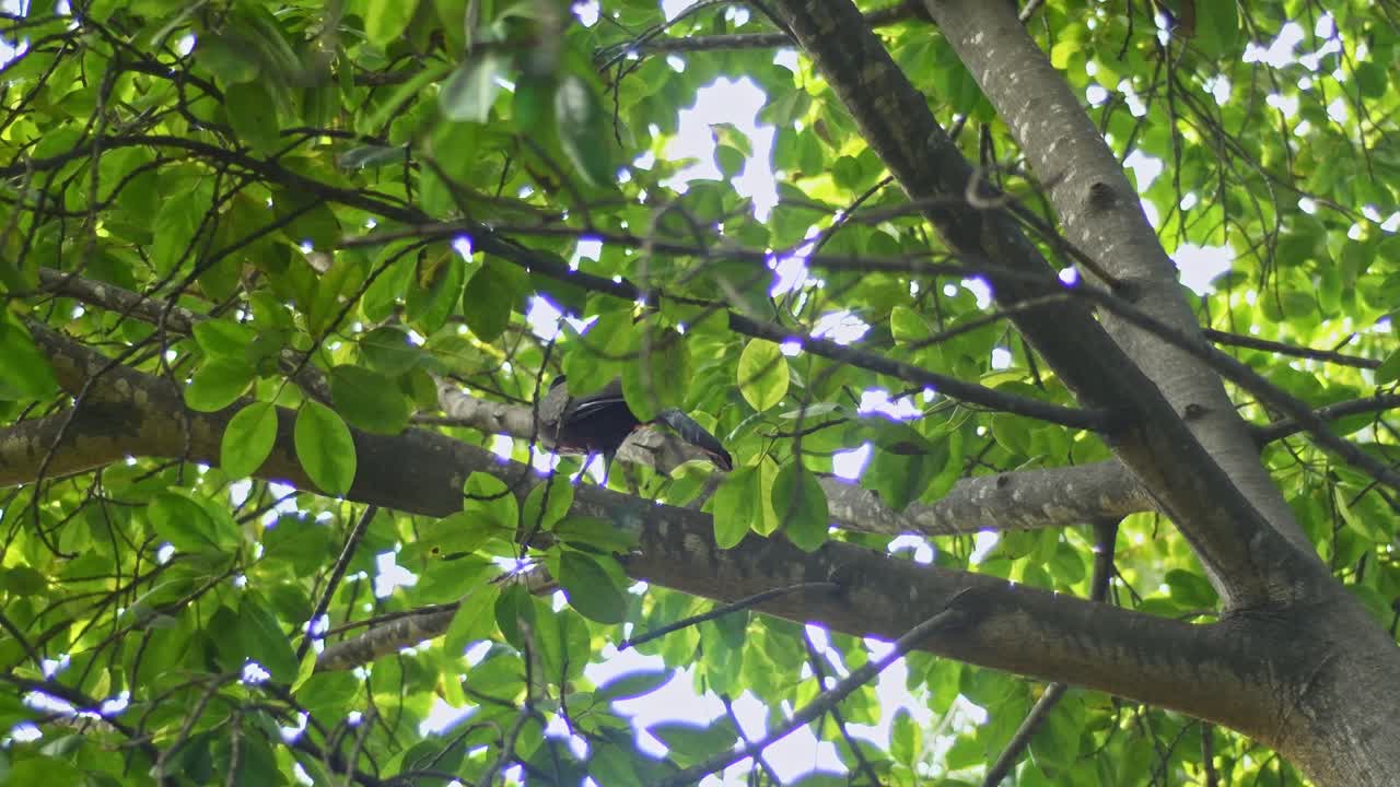 west mexican chachalaca on top of a tree