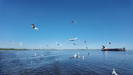 las gaviotas se elevan con gracia sobre las aguas tranquilas, capturando la tranquila belleza del paisaje natural de yakutia a medida que el sol comienza a ponerse