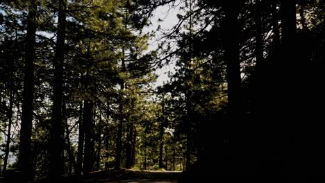 Beautiful-aerial-over-the-Pine-Mountain-wilderness-and-trees-slated-to-be-logged-and-habitat-removed-4