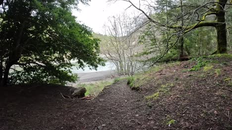 Gehen-Sie-Durch-Einen-Großen-Waldweg