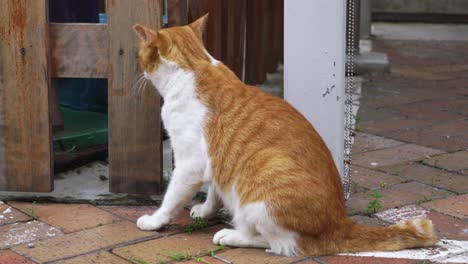 side view of brown and white stray cat