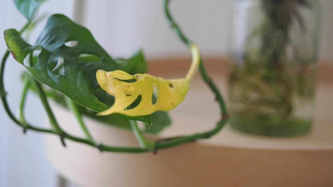 Foglia ingiallita di una pianta di Monstera Adansonii in un barattolo di vetro