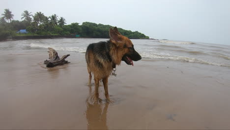 perro de pie en la playa mascota amigos k