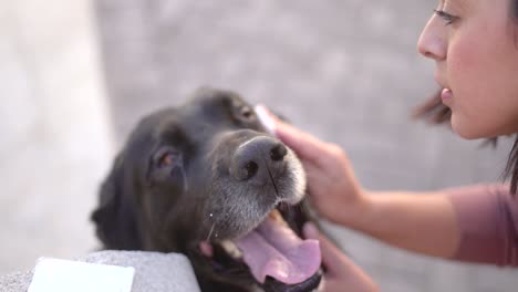 woman taking care of a back mastiff dog with conjunctivitis cleaning eyes