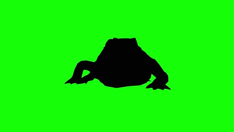 silhouette of a crocodile walking, on green screen, front view