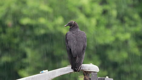 Un-Buitre-Negro-Sentado-En-Un-Poste-De-Luz-Durante-Una-Tormenta-De-Lluvia