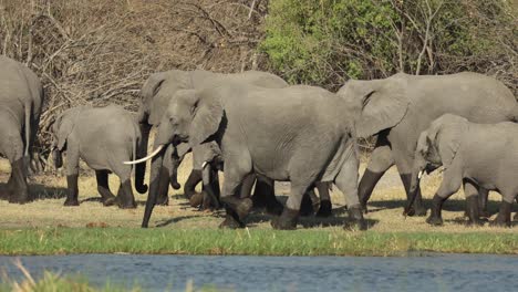 family herd of elephants with wet legs walking along the bank of the khwai river, botswana