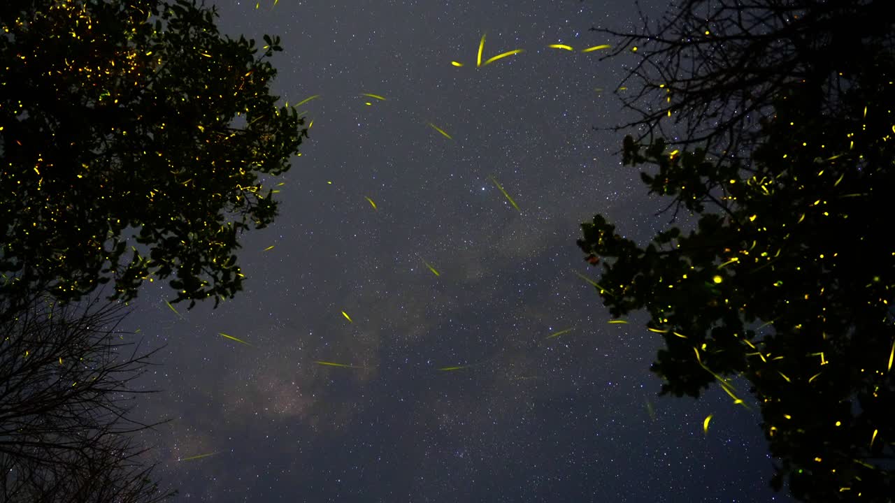 A stunning timelapse shot of fireflies illuminating a tree under the Milky Way in Bhandardhara Forest Maharashtra. Magical blend of glowing insects and a star-studded sky creates a surreal spectacle.