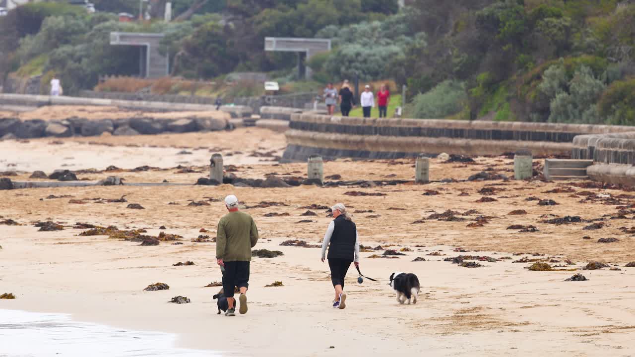 Couple walking their dog on a beach