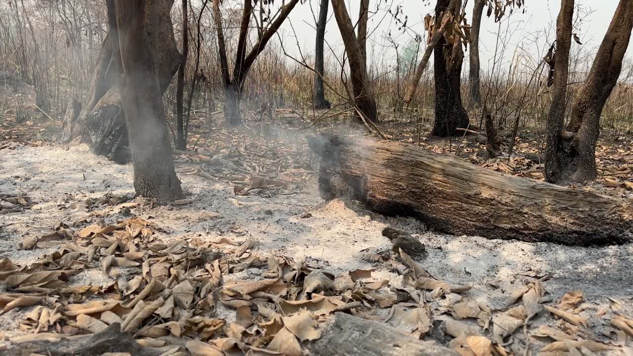 Wide shot of a smoking log on the forest floor in a burned jungle.