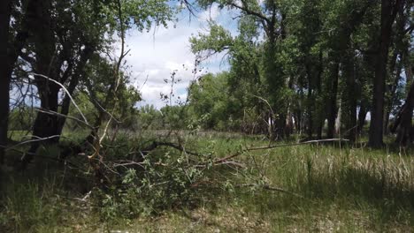 Truck-shot-across-a-fallen-tree-in-a-green-forest