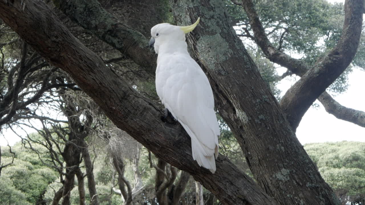 cacatúa blanca con cresta de azufre encaramada en un árbol moonah retorcido