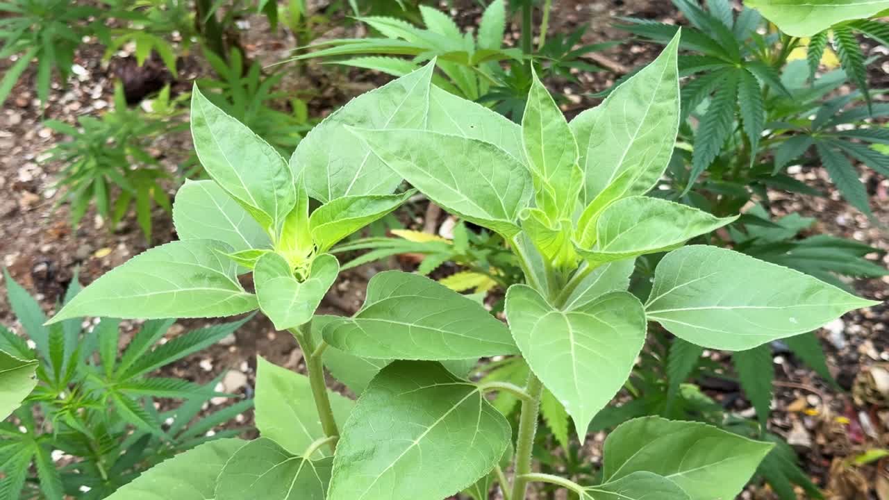 Bright yellow Sunflower in garden