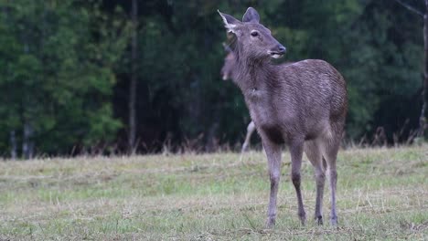 el ciervo sambar es una especie vulnerable debido a la pérdida de hábitat y la caza