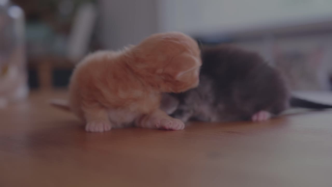 테이블 위에 있는 두 마리의 작은 메인  고양이가 삶을 발견하고 있다.