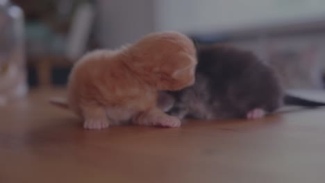 close up of two little maine coon kitty on a table discovering life