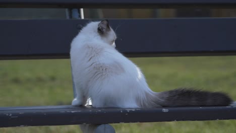 Gato-Blanco-Furtivamente-En-Un-Banco-De-Madera-Parque-Al-Aire-Libre