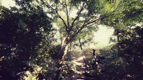 Bunter-Mystischer-Wald-Mit-Sonnenstrahl-Und-Blendenfleck-Am-Morgen